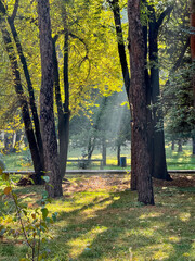Morning sunlight streaming through tall pine trees in a peaceful green forest.