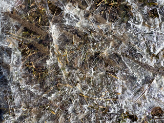 Close-up of frozen ground with blades of grass and air bubbles trapped in transparent ice. Natural winter texture.