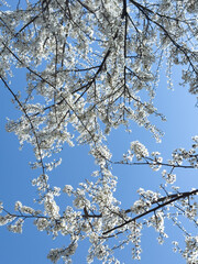 Flowering twigs floating in the calm blue atmosphere, highlighting seasonal transformation.
