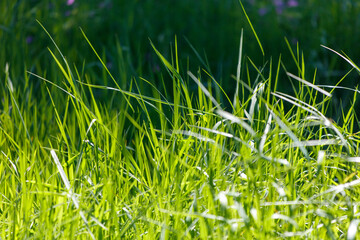 A field of green grass with a few flowers in the background