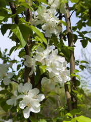 Close-up of apple blossoms in full bloom under a vivid blue sky, seasonal spring concept.