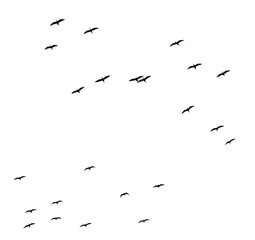 A flock of birds flying in the sky isolated on a white background.