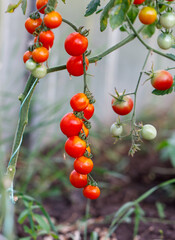 A bunch of red tomatoes hanging from a plant
