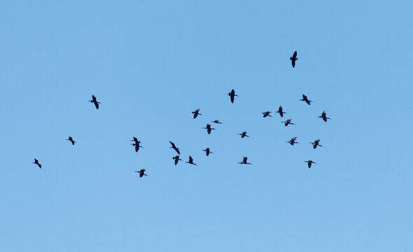 A flock of birds flying in the sky