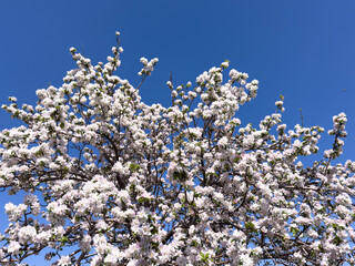 Close-up of apple blossoms in full bloom under a vivid blue sky, seasonal spring concept.