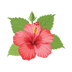 Vibrant Red Hibiscus Flower with Leaves - Tropical Floral Illustration