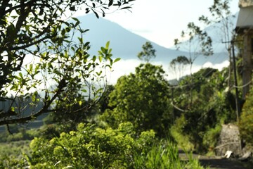 Blurred view of different plants in mountain forest