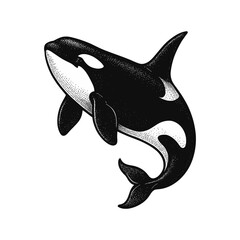 Vintage Orca Whale Illustration in Engraving Style