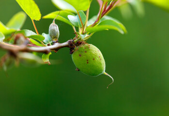 A green fruit is hanging from a tree branch