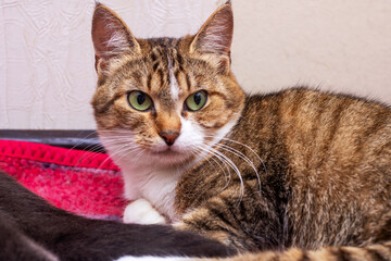 A beautiful cat with striking green eyes is relaxing on a bed