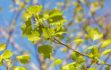 Obraz premium A tree with green leaves is in the foreground of a blue sky