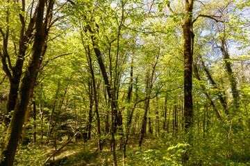 Naklejka premium A forest with many trees and a lot of sunlight