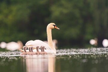 A mute swan with six ducklings swims on the lake. Cygnus olor