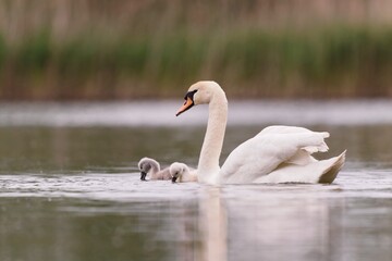 A mute swan with two ducklings swims on the lake. Cygnus olor