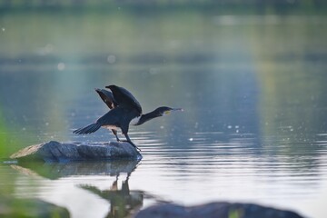 A great cormorant , Phalacrocorax carbo sits on a stone. Portrait of a black waterbird.