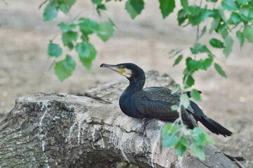 A great cormorant , Phalacrocorax carbo sits on a stone. Portrait of a black waterbird.