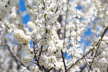 Cherry tree branches reaching toward a pastel blue sky, expressing calm and elegance.