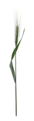 Beautiful green wheat spike isolated on white