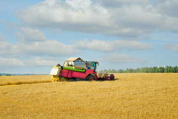 Golden wheat field plowed by combine harvester during summer harvest, industrial agribusiness and...
