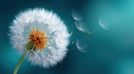 Dandelion seed head with seeds dispersing against a teal background Close up view of a delicate flower