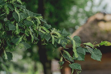 Linden tree branch with fresh green leaves and dew drops