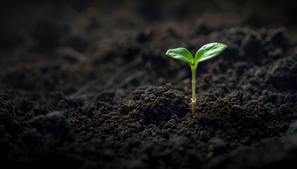 A close-up of a sapling growing in rich, dark soil, representing the growth of new life and the importance of reforestation efforts. 40k, full ultra hd, high resolution