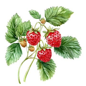 Wild Strawberries Summer Woods, watercolor illustration vector, isolated on a white background.