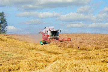 Obraz premium Harvester at work, plowing golden wheat field, rural agribusiness. Under cloudy sky, combine harvester plows through the golden wheat field, harvest season. Modern farming technology