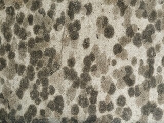 Abstrack grunge old concrete wall weathered with moss texture background. Architecture ideas	