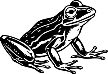 A frog sitting on its hind legs, isolated on a white background. Frogs, Pond, Nature, Water Lilly