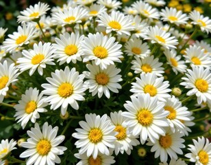 Fototapeta premium chrysanthemum flowers in full bloom, white and yellow petals under bright summer sun, used in cooling tea for internal heat relief, traditional herbal remedy style.
