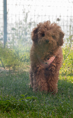Poodle dog in the garden of the house in the smoke of the barbecue