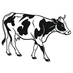 A Holstein cow strolls gracefully in black and white with distinct markings