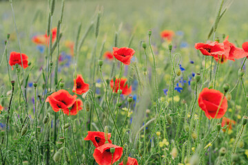Vibrant Red Poppies Blooming in a Lush Green Field