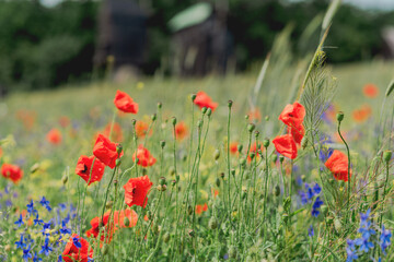 Vibrant Red Poppies Blooming in a Lush Green Field
