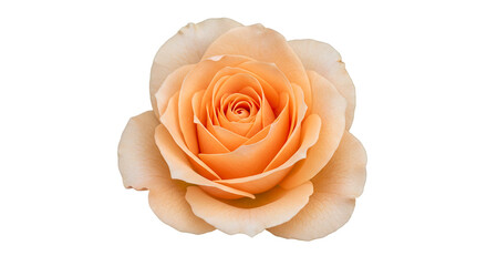 A serene apricot rose unfurls its delicate petals a symbol of gentle beauty and budding on transparent background