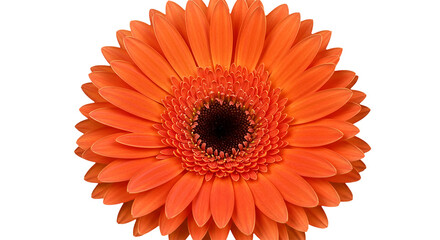 A vibrant orange Gerbera Daisy radiating pure joy and warmth reminiscent of summer sunsets on transparent background