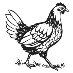 Monochrome hen gracefully walks across the grassy field, embodying simple, rural charm