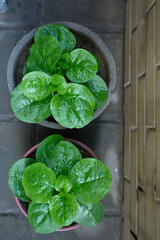 Green Leafy Plants in Pots Growing Indoors From Above View