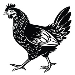 Bold black hen boldly moves forward with ornate feathered detail on an isolated background