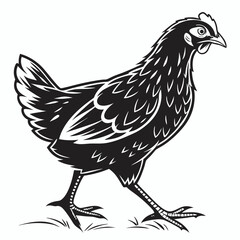 Black hen walking forward shows detailed feathers and toes in monochrome vector