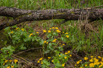 Obraz premium Yellow buttercups blooming in the Middle Urals, near the village of Aziatskaya, Kushvinsky urban district. May 2025.