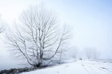 Trees covered with hoar frost. Car driving on the snow-covered road. Twizel. South Island.
