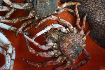 Delicious Portuguese Santola Animal Crabs
