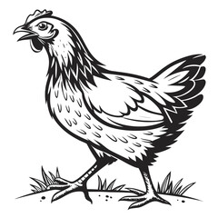 Black and white depicts a chicken walking among grass in simple and elegant line art