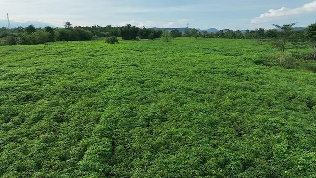 Drone video expanse of fertile and dense cassava plantations as raw material for flour in factories or food processing industries.