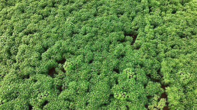 aerial view video of a vast cassava plantation as a supplier of tapioca raw materials in a food processing industry