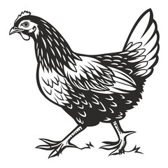 Striking black and white hen illustration gracefully walking across the plain background with charm