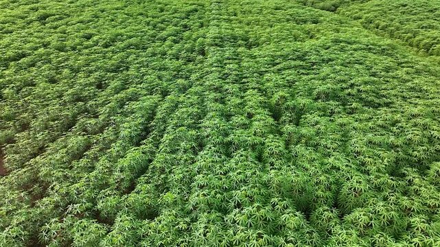 aerial view video of a vast cassava plantation as a supplier of tapioca raw materials in a food processing industry