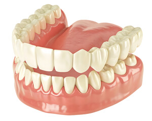 Obraz premium Realistic 3D render of human teeth and gums, full dental anatomy model isolated on transparent background.PNG